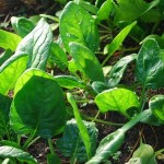 How to Grow Spinach
