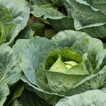 How to Grow Spring Cabbage