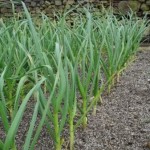 How to Grow Spring Onions (Scallions)