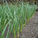 How to Grow Spring Onions (Scallions) 