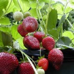 How to Grow Strawberries