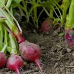 How to Grow Summer Radishes