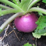 How to Grow Summer Turnips and Kohl Rabi 