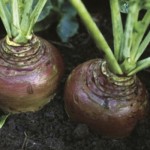 How to Grow Swedes