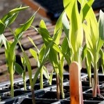 How to Grow Sweet Corn 