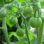 How to Grow Tomatoes 