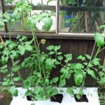 How to Grow Tomatoes in Your Greenhouse