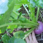How to Grow Turnips