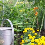 How to Grow Vegetables in the Greenhouse