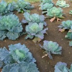 How to Grow Winter Cabbage