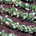 How to Grow Winter Radishes 
