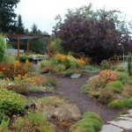 How to Grow Bulbs, Corms, and Tubers for the Late-summer Garden