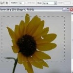 How to Use the Marquee Tool in Photoshop