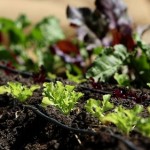 How to Start an Organic Garden