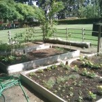 How to Sow Indoors in your Organic Garden