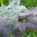 How to Take Advantage of Critical timing for Pest and Disease Control in your garden