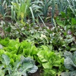 How to Deal with Pests and Disease Problems in your Organic Garden