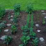 How to Save the Seeds of your Plans in your Organic Gardens