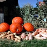 How to Grow Pumpkin and Squashe