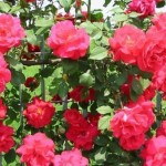 How to Trim a Rose Bushes