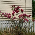 How to Tell if a Rose Bush is dead