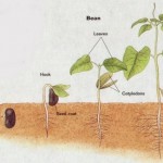 How to Grow Plant from Seed 