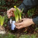 How to Transplant Flowers