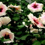 How to Transplant and Care for Hibiscus With Ease
