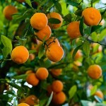 How to Grow and Care for a Tropical Fruit Tree