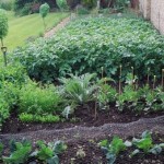 How to Measure the Scale of your Organic Vegetable Garden