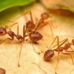 How to Get Rid of Ants Naturally