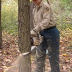 How to Properly Cut Down a Tree