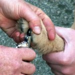 How to Cut a Dog's Nails