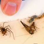 How to Build a Gnat Trap
