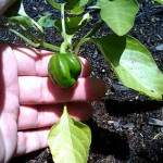 How to Grow Bell Peppers