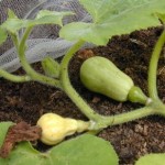 How to Grow Butternut Squash