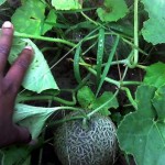How to Grow Cantaloupe 