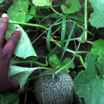 How to Grow Cantaloupe