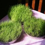 How to Grow Grass