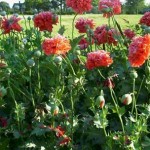 How to Grow Poppies
