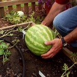 How to Grow Watermelons