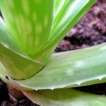 How to Grow an Aloe Vera