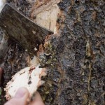 How to Kill a Tree