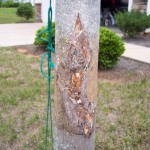 How to Repair Damaged Tree Bark