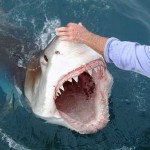 How to Survive a Deadly Shark Attack