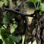 How to Avoid Fruit Tree Diseases