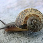 How to Get Rid of the Snails in Your Gardens