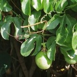 How to Prevent Small Sized Fruits in Your Tropical Fruit Trees