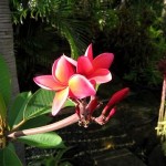 How To Plant & Care For Plumeria Trees In Your Garden