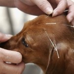 How to Get Animal Acupuncture for Your Pet